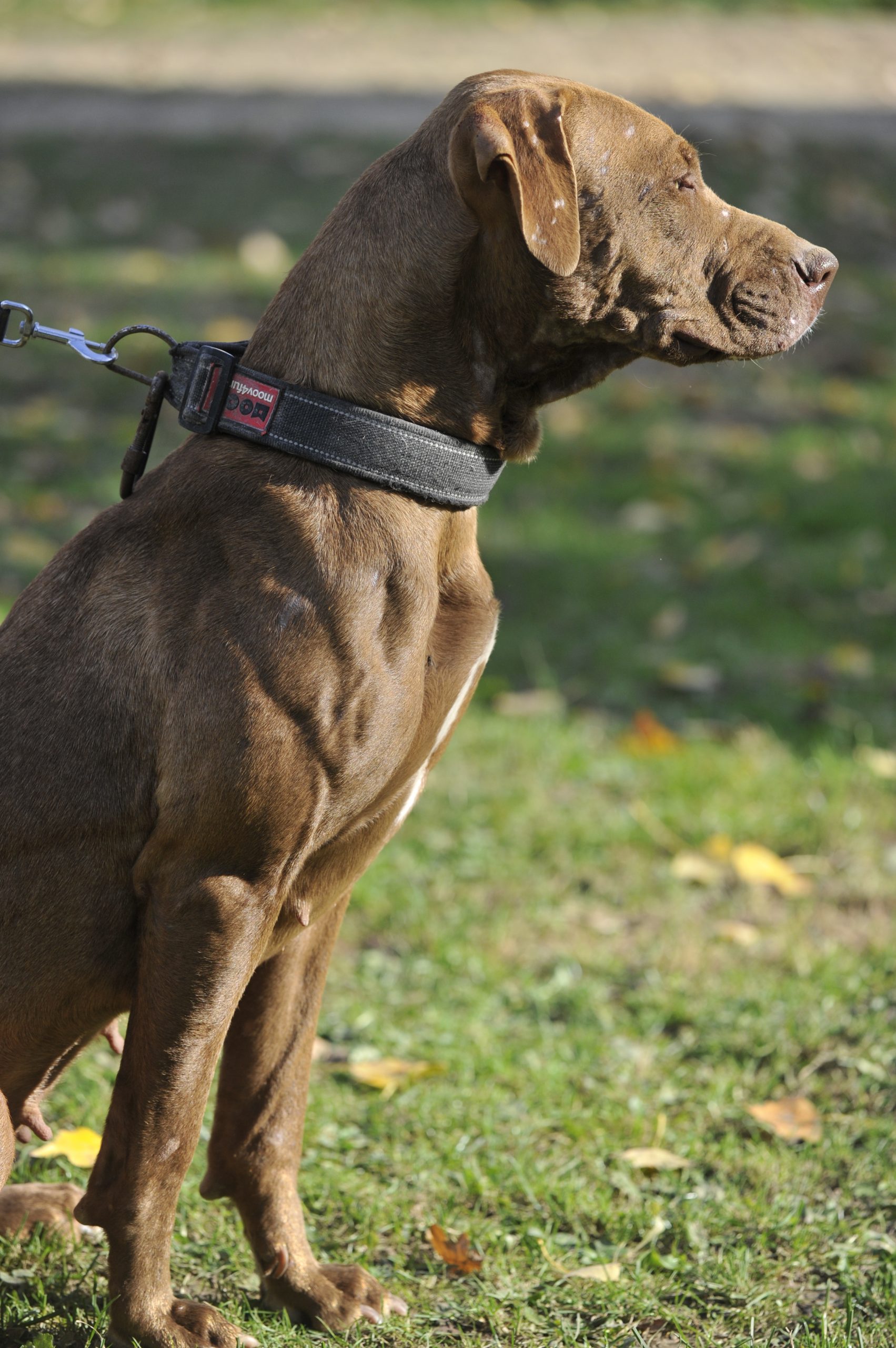 Brownie - Femelle American Bully – Image 6