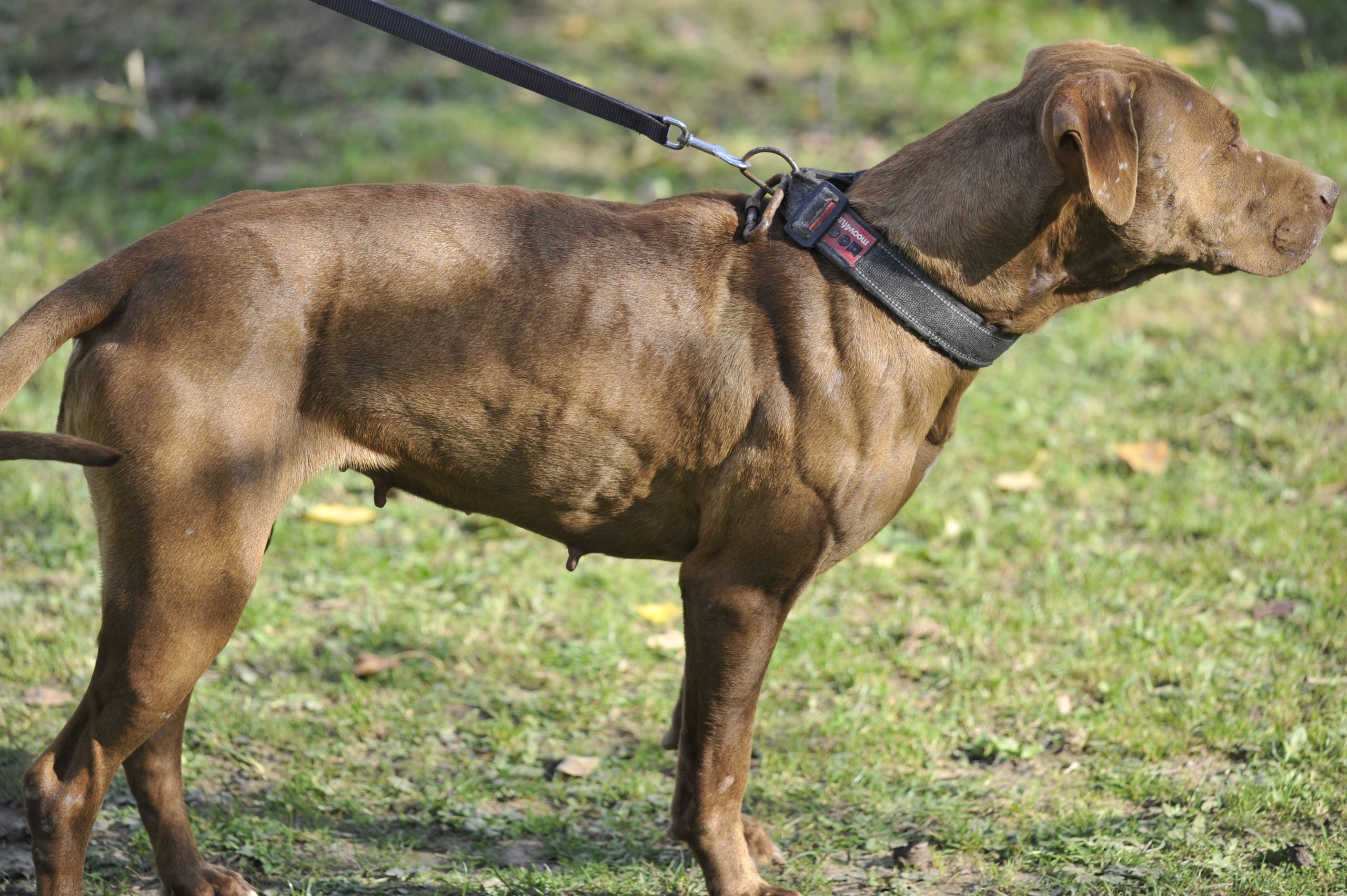 Brownie - Femelle American Bully – Image 5