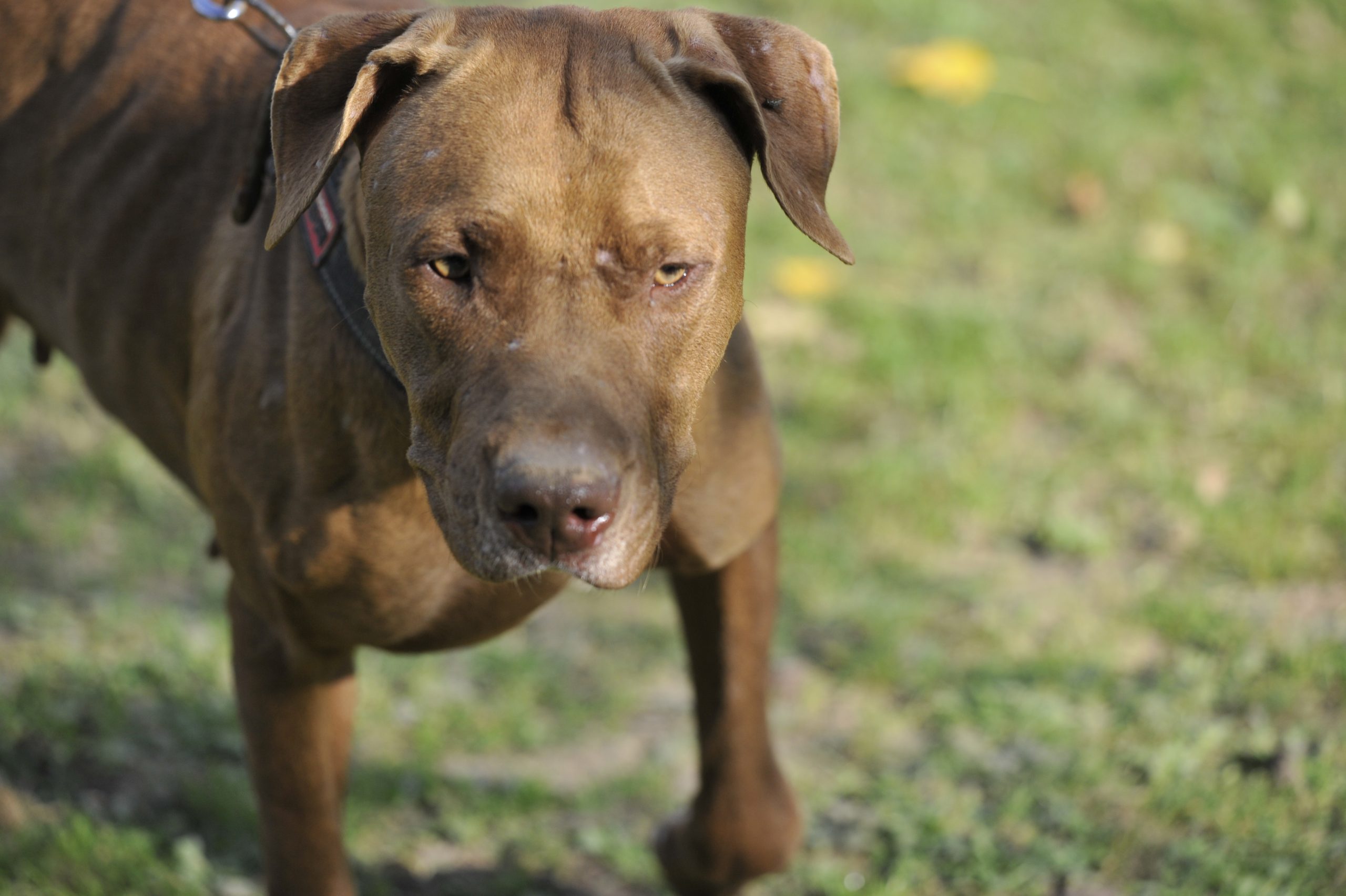 Brownie - Femelle American Bully – Image 4