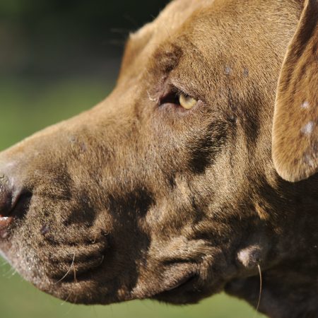 Brownie - Femelle American Bully