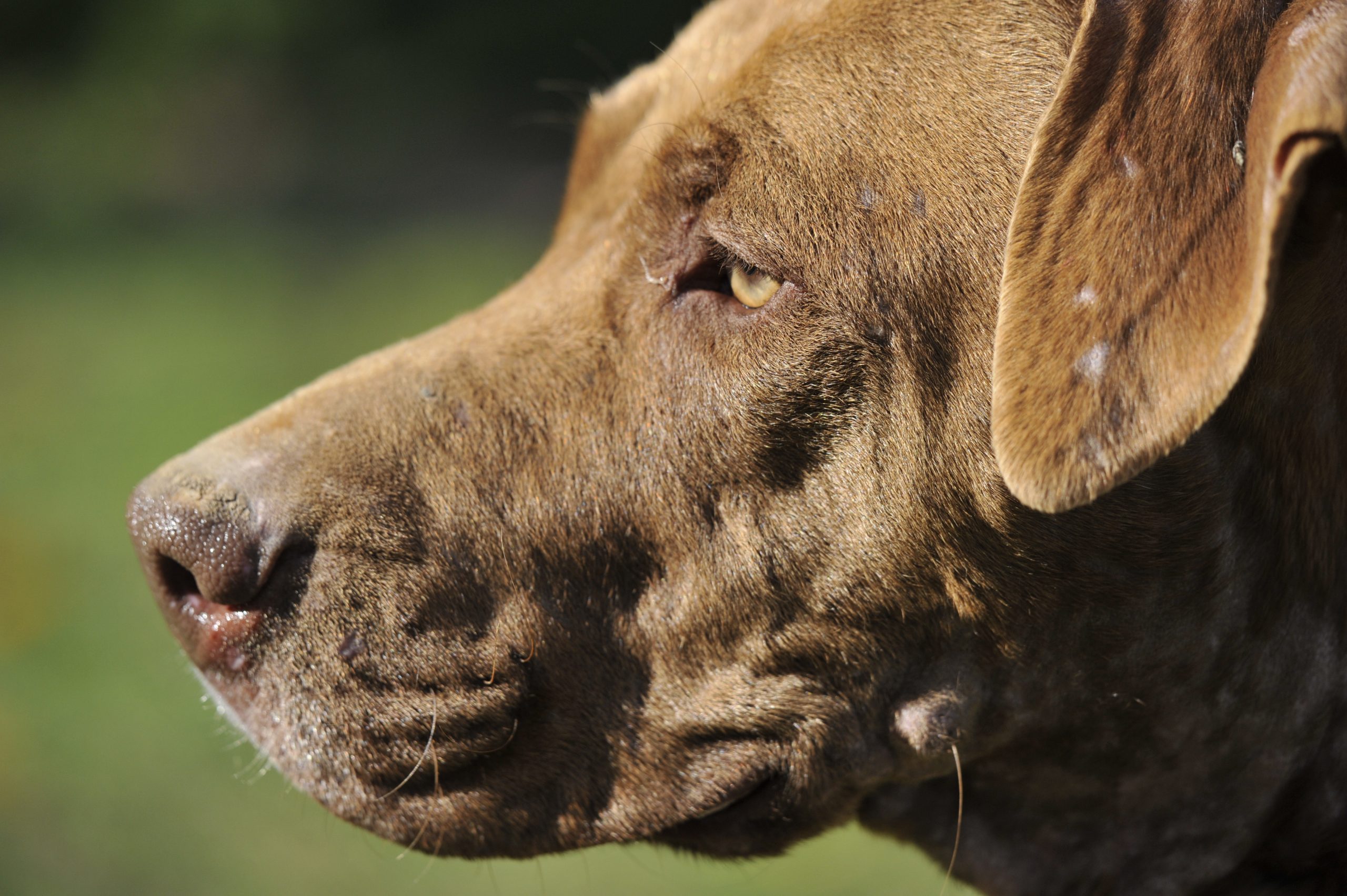 Brownie - Femelle American Bully
