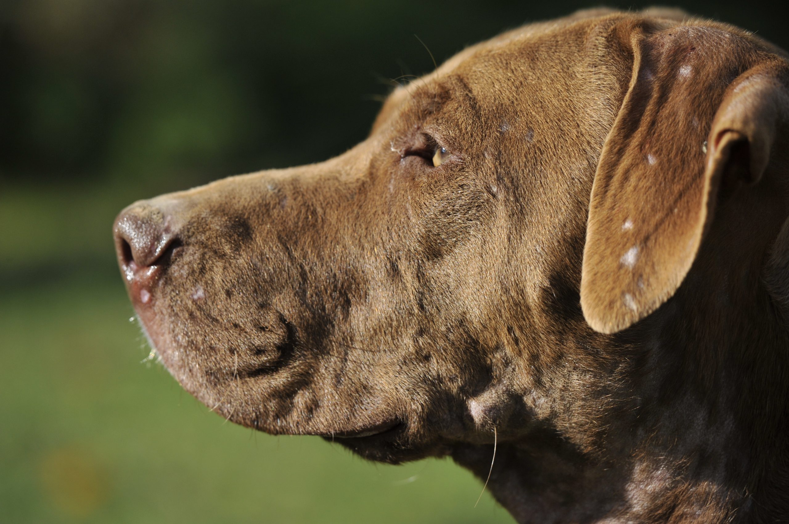 Brownie - Femelle American Bully – Image 2