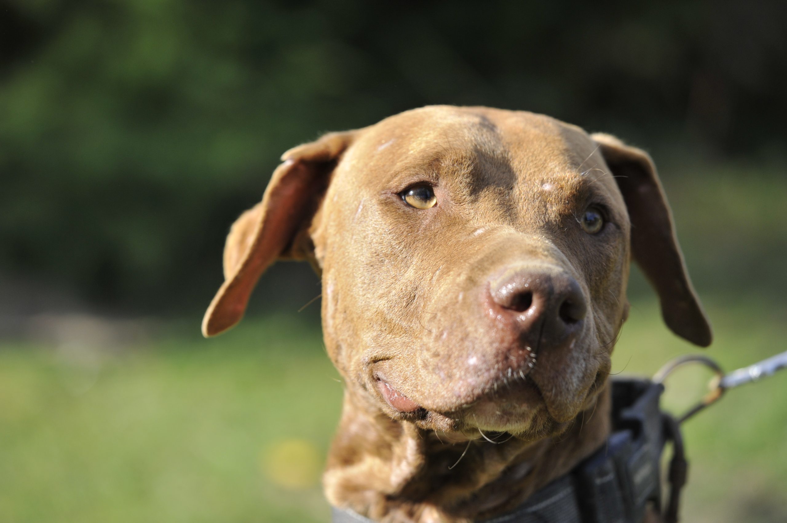 Brownie - Femelle American Bully – Image 7