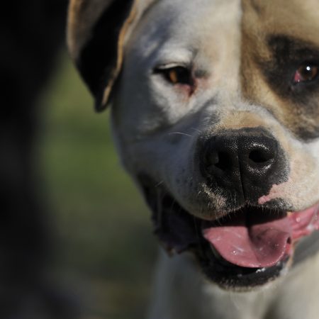 Shadow - Male American Staff croisé Boxer