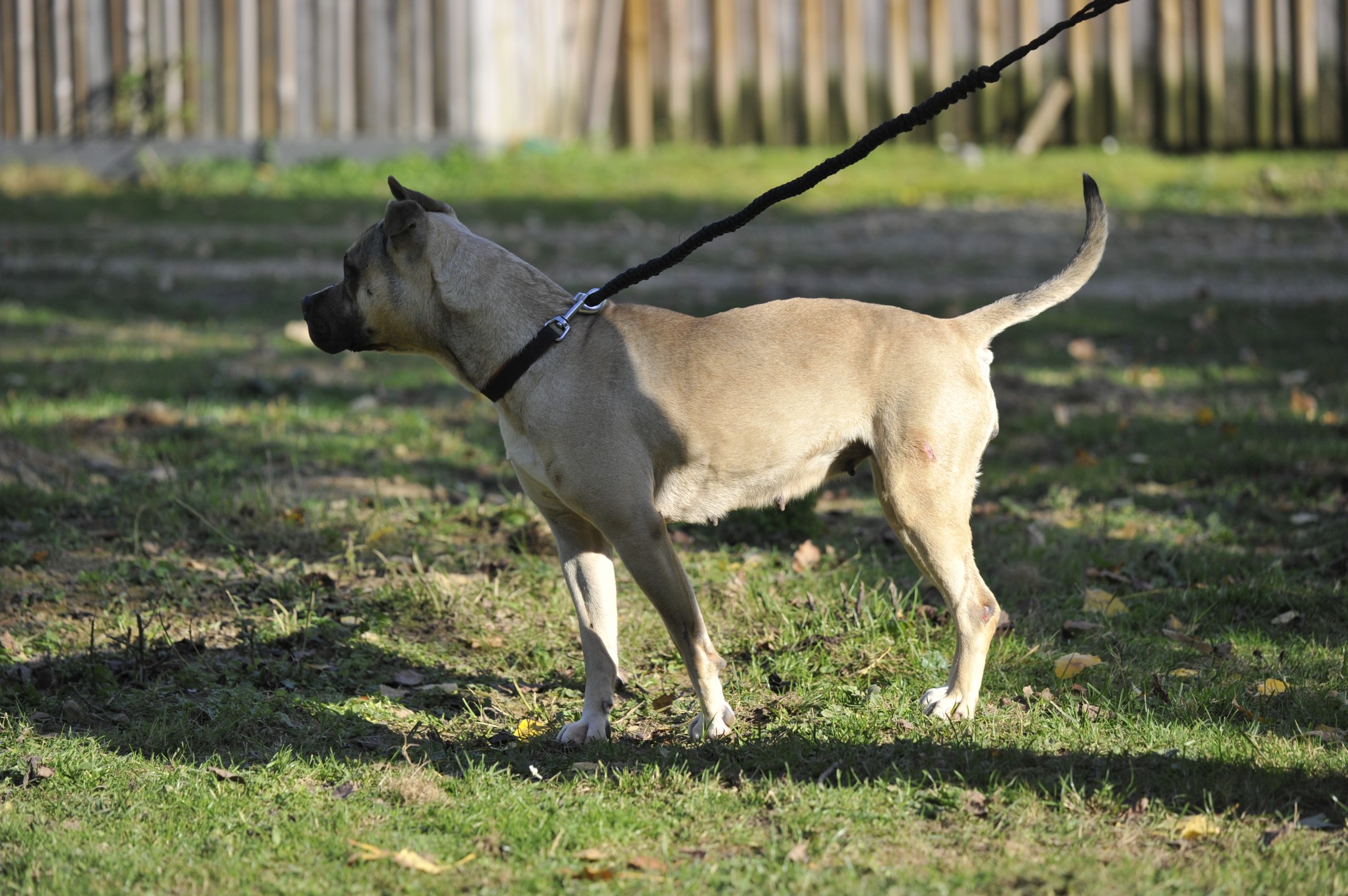 Naya staff - Femelle Staffordshire terrier Americain – Image 6