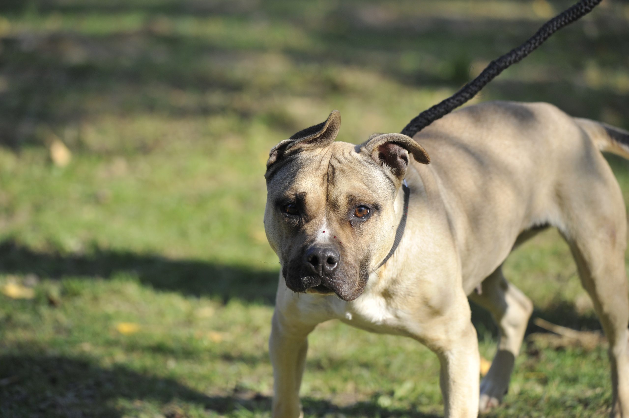 Naya staff - Femelle Staffordshire terrier Americain – Image 5