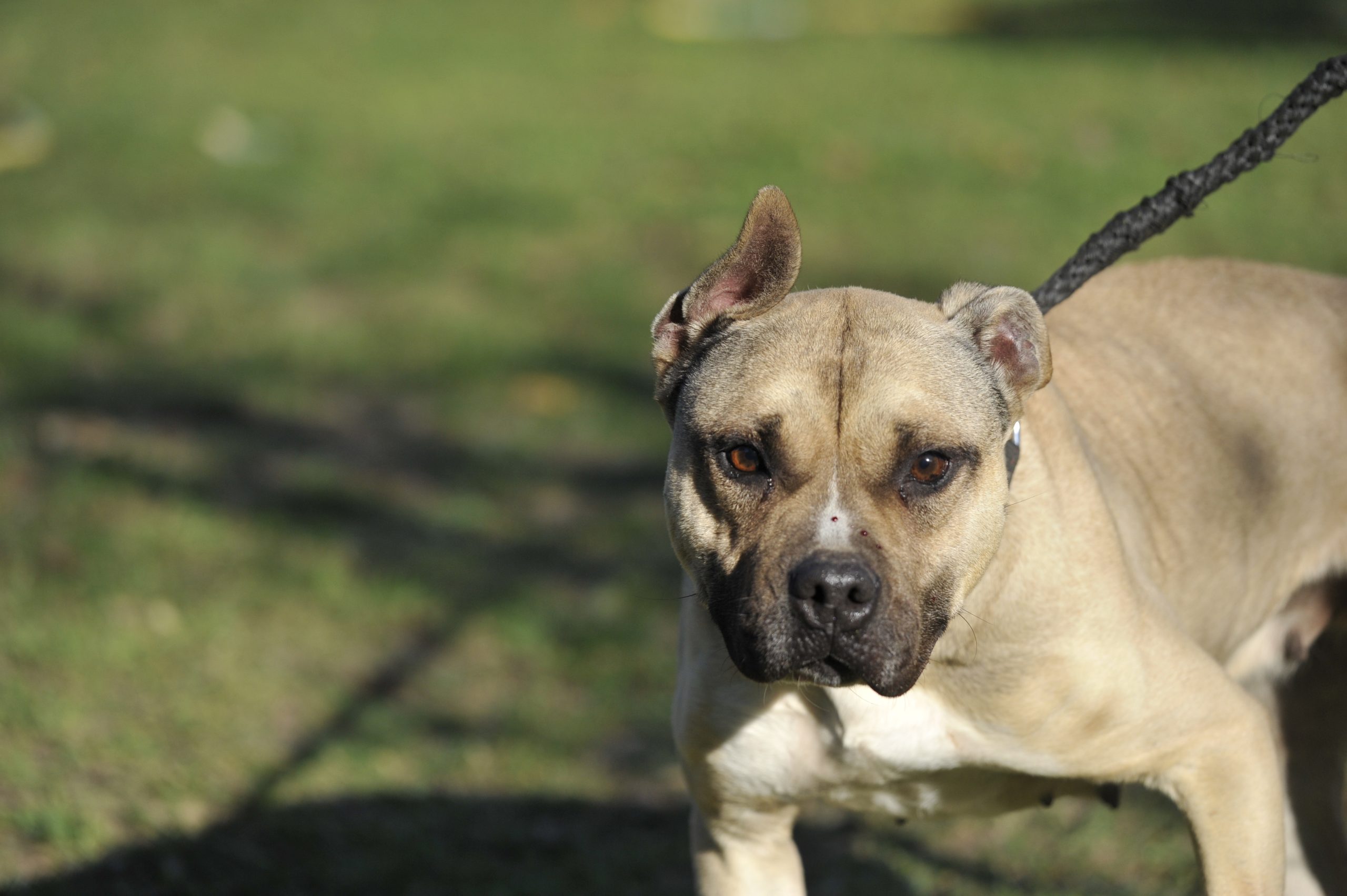 Naya staff - Femelle Staffordshire terrier Americain – Image 4