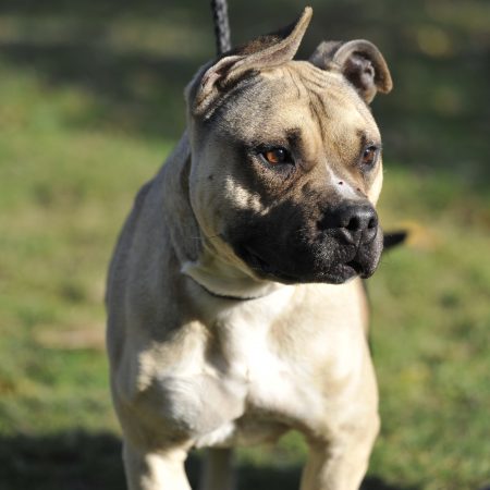 Naya staff - Femelle Staffordshire terrier Americain