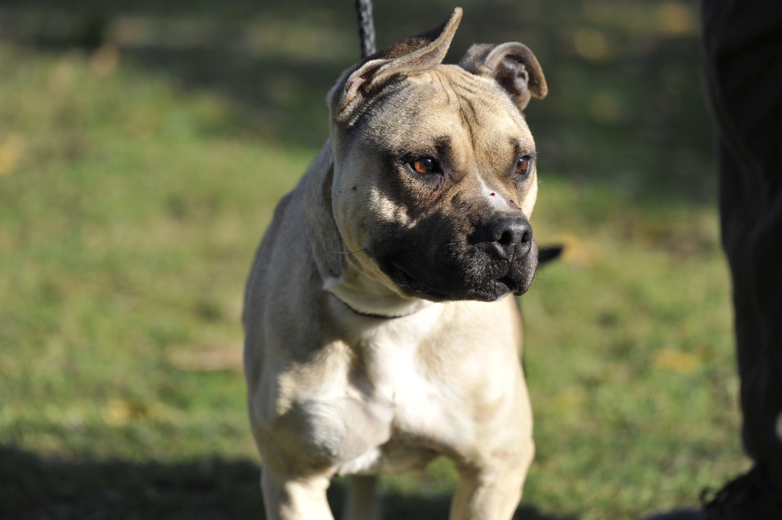 Naya staff - Femelle Staffordshire terrier Americain