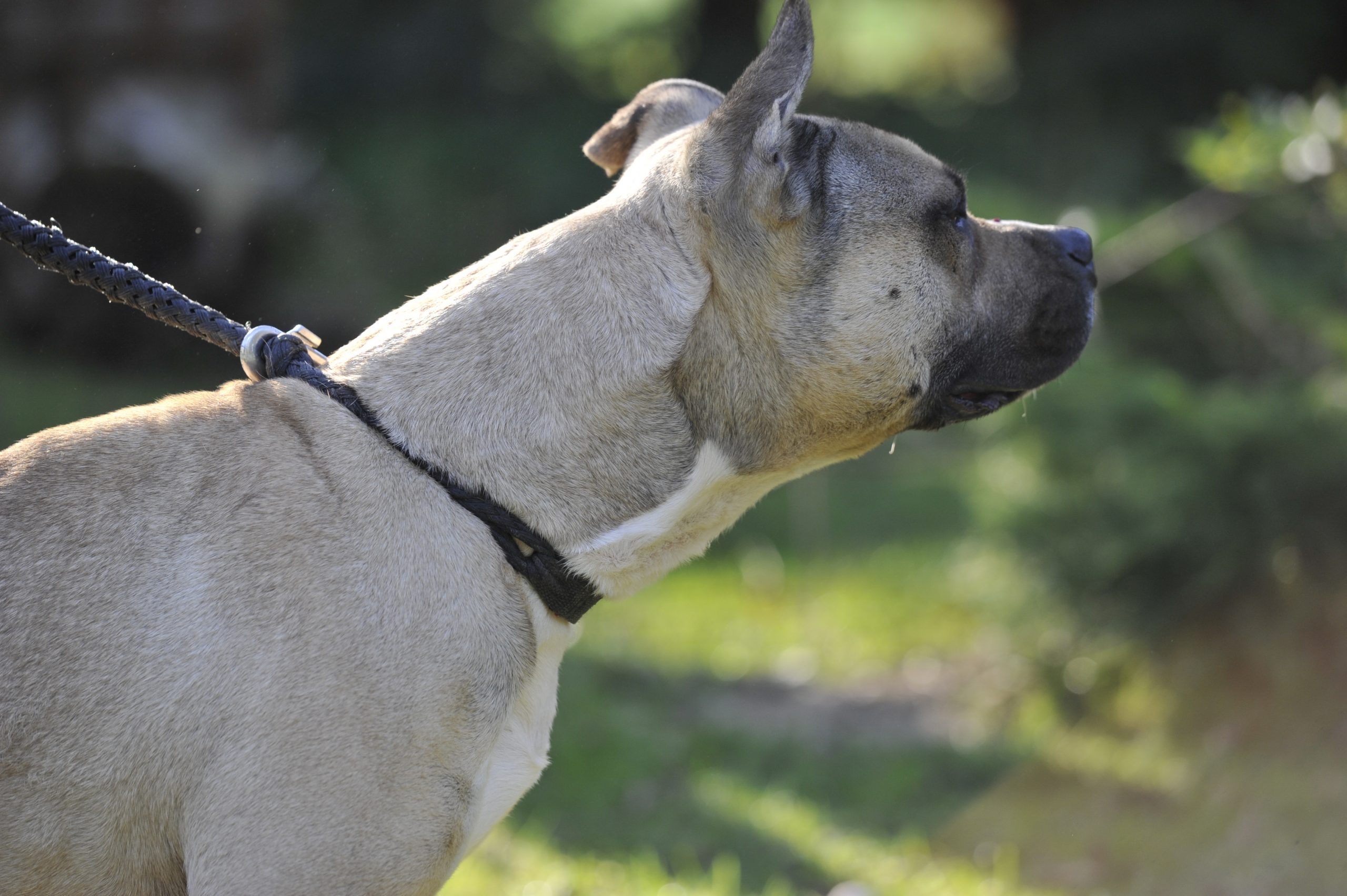 Naya staff - Femelle Staffordshire terrier Americain – Image 2