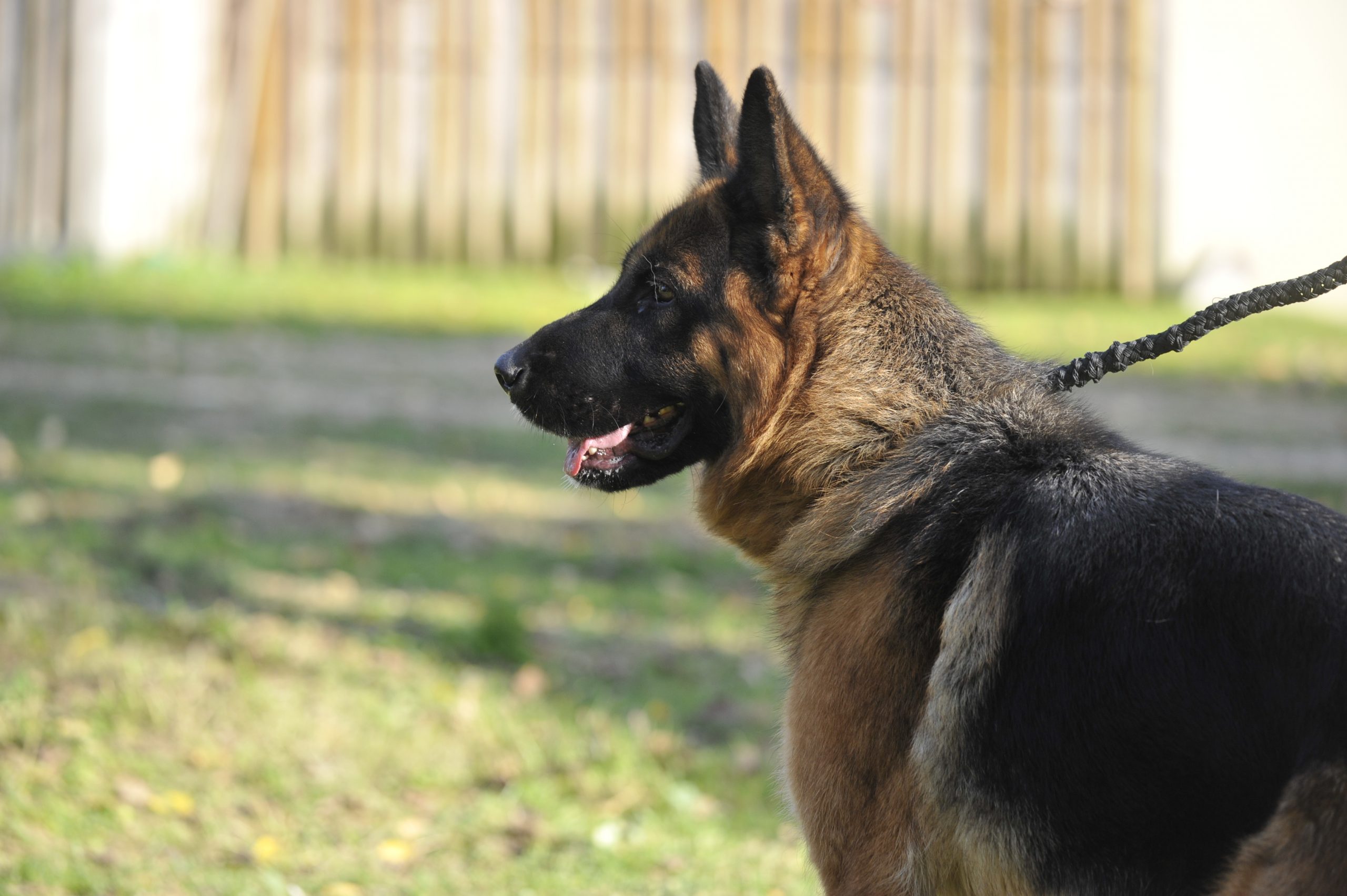 Kiss - Femelle Berger Allemand – Image 6