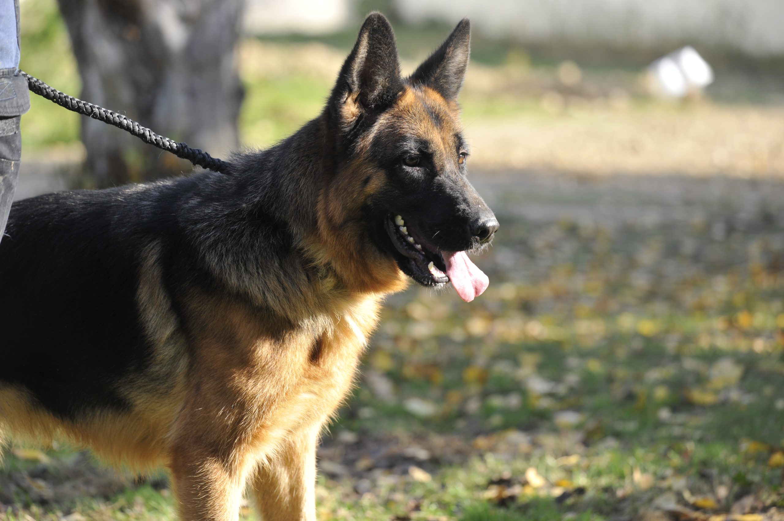 Kiss - Femelle Berger Allemand – Image 5