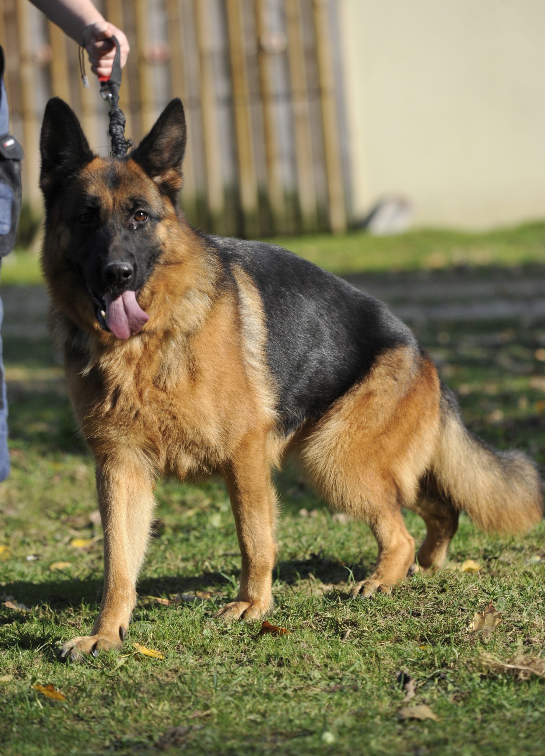 Kiss - Femelle Berger Allemand – Image 4