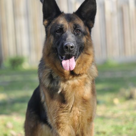 Kiss - Femelle Berger Allemand