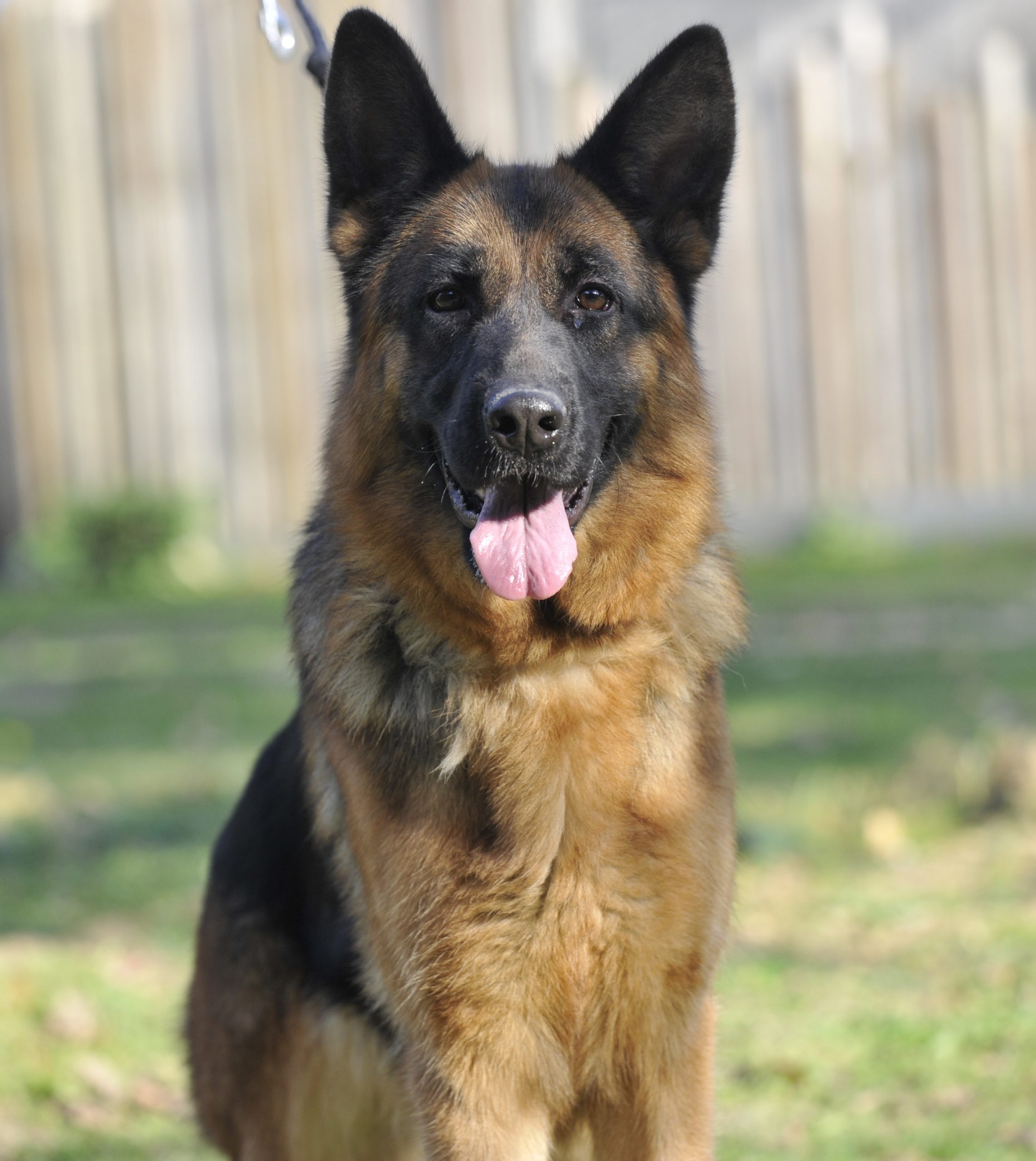 Kiss - Femelle Berger Allemand