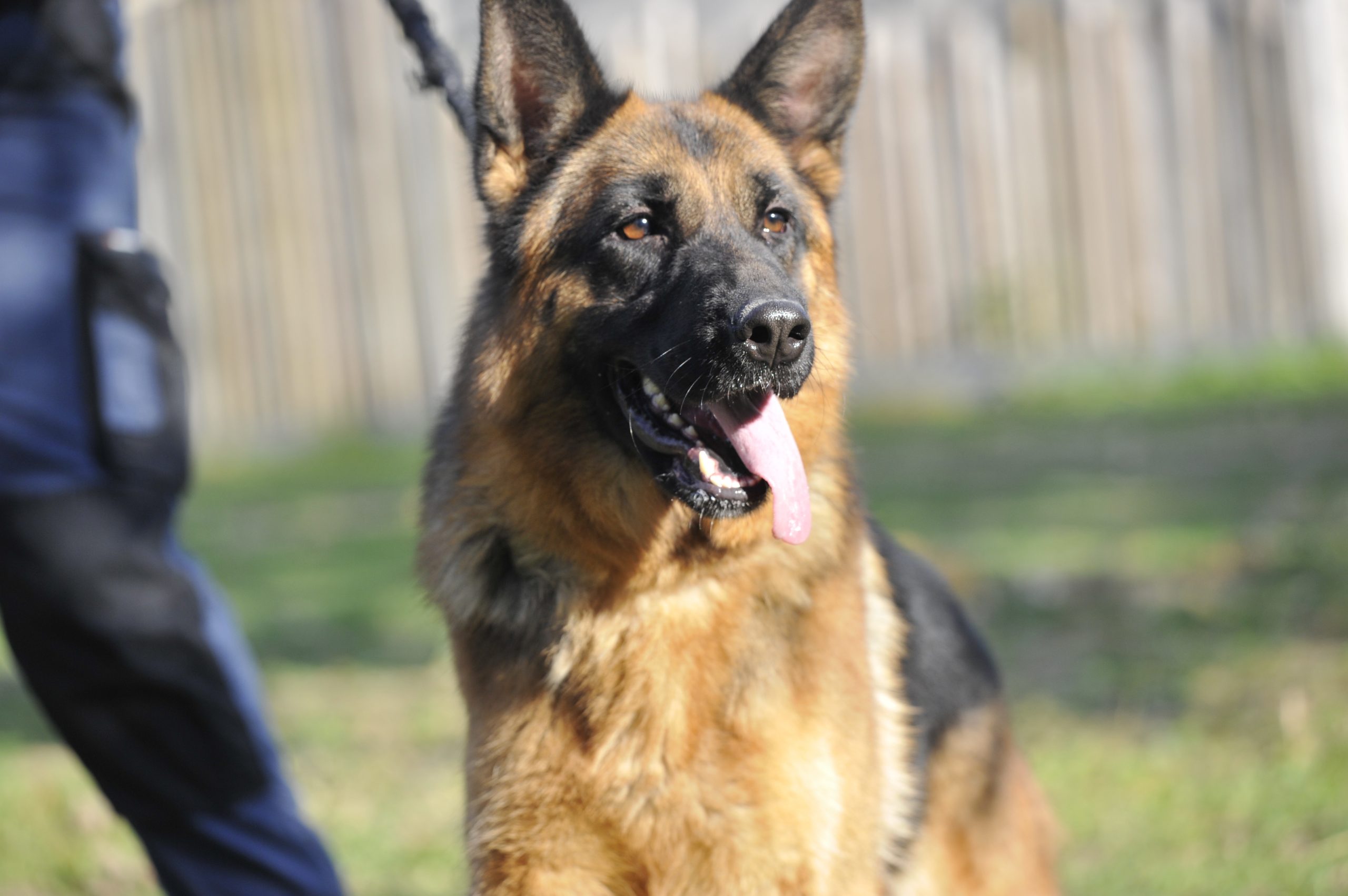 Kiss - Femelle Berger Allemand – Image 2