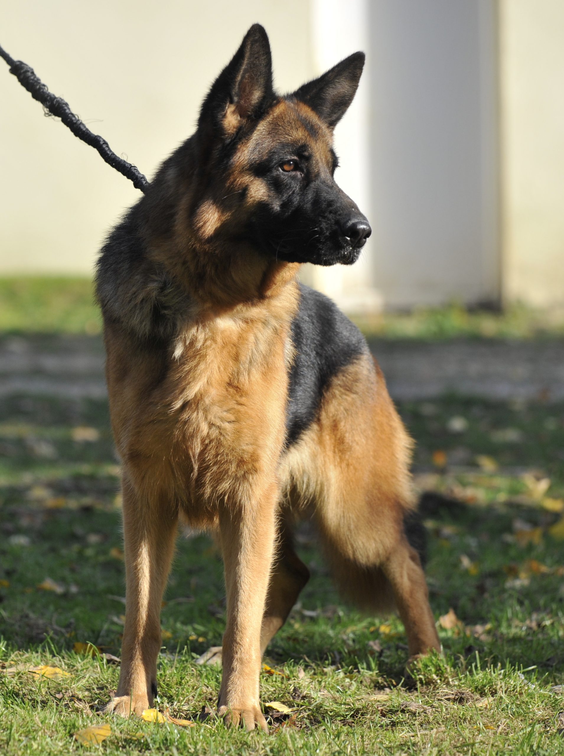 Kiss - Femelle Berger Allemand – Image 7