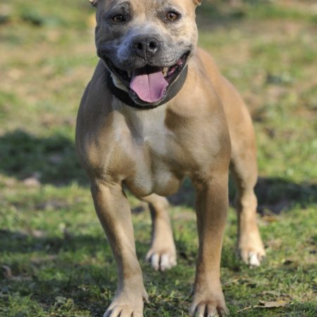 Lagarta - Femelle American Bully