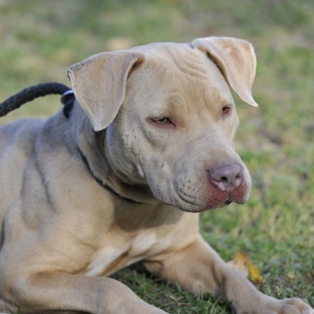 Medusa - Femelle American Bully