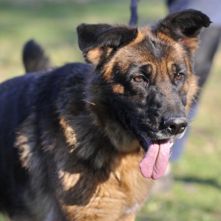 Love - Femelle Berger Allemand