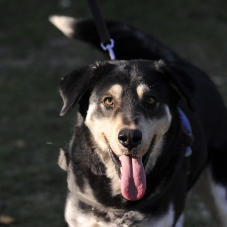 Jocker - Male Beauceron croisé Labrador
