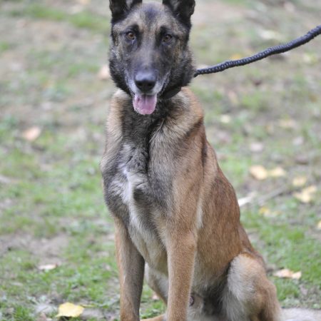 Jacky - Male Berger Malinois