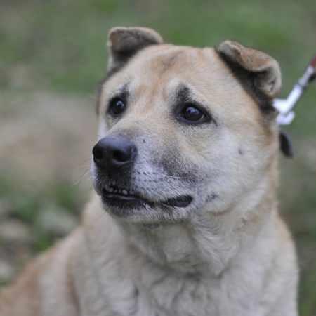 Clever - Femelle Sharpei croisé Malinois