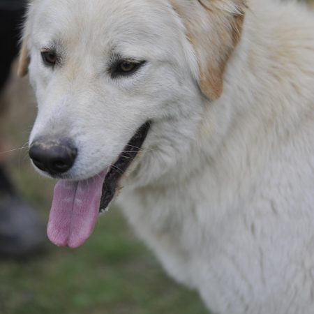 Beethoven - Male Montagne des Pyrénées (croisé Golden Retriever)