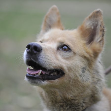 Caramel - Male Berger