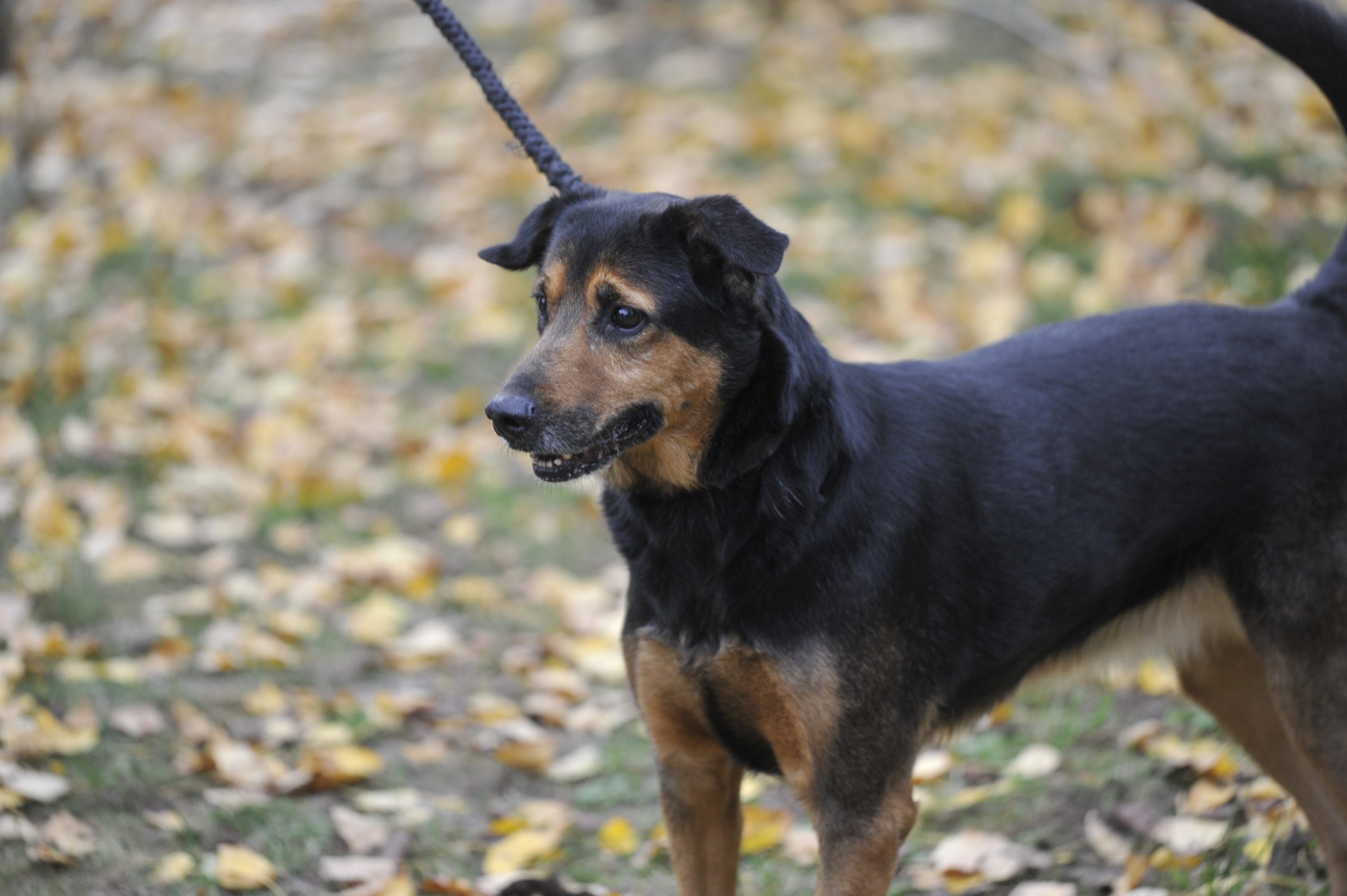 Navy - Femelle Croisée Berger – Image 5