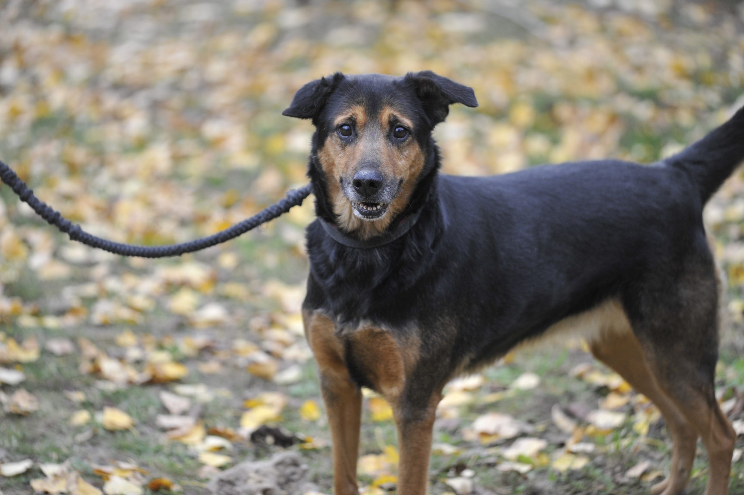 Navy - Femelle Croisée Berger – Image 4