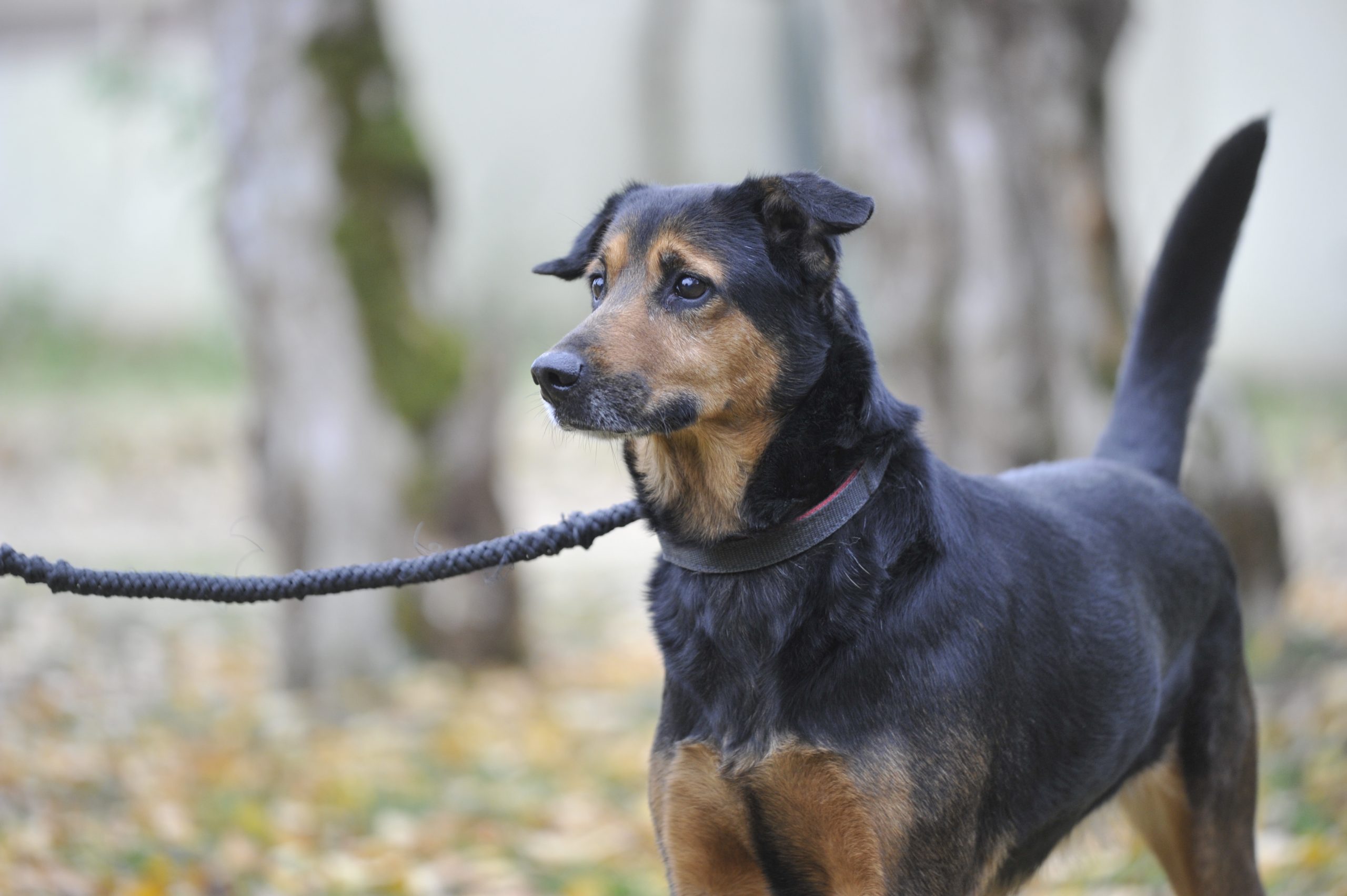 Navy - Femelle Croisée Berger – Image 3