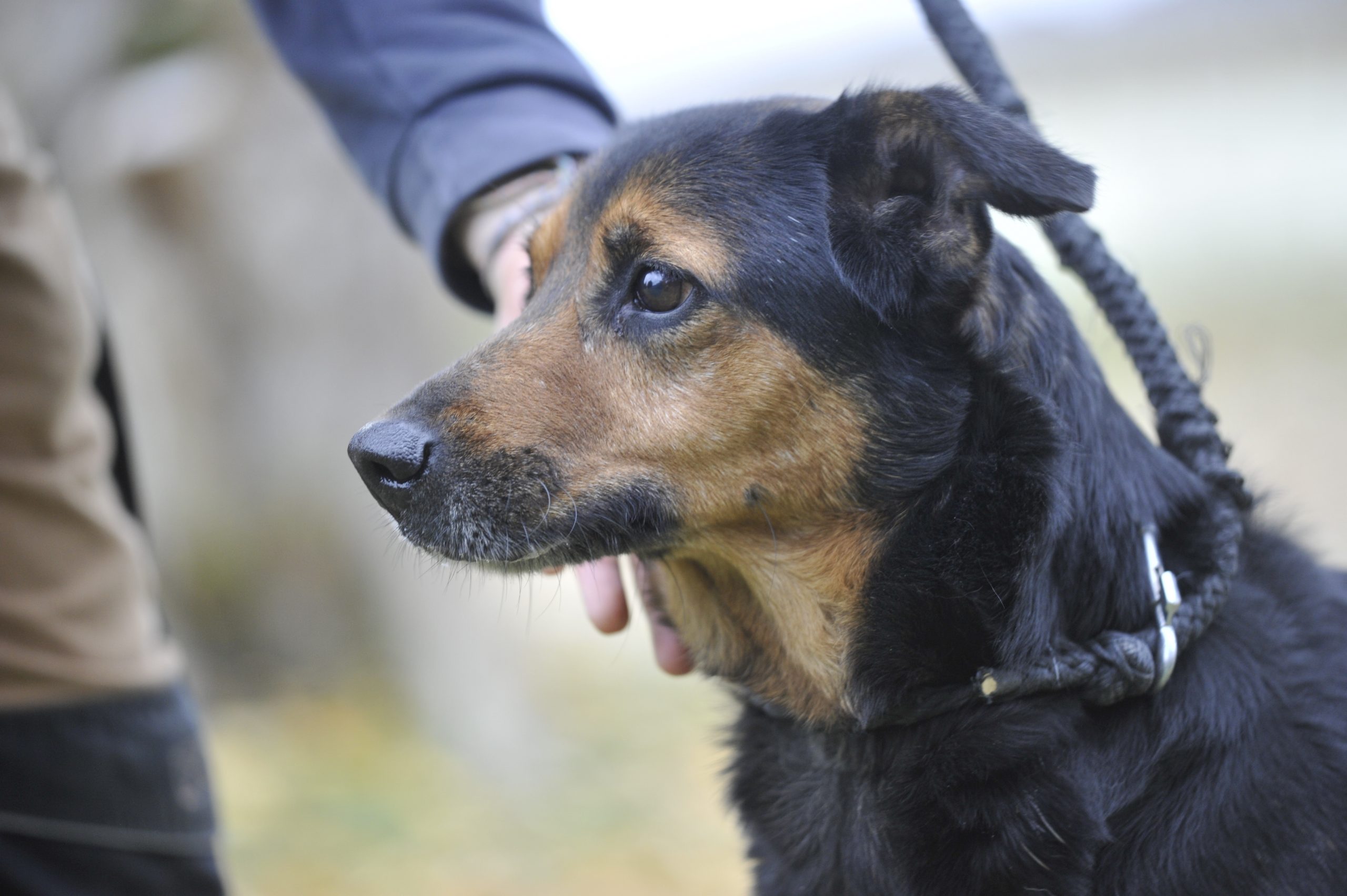 Navy - Femelle Croisée Berger – Image 2