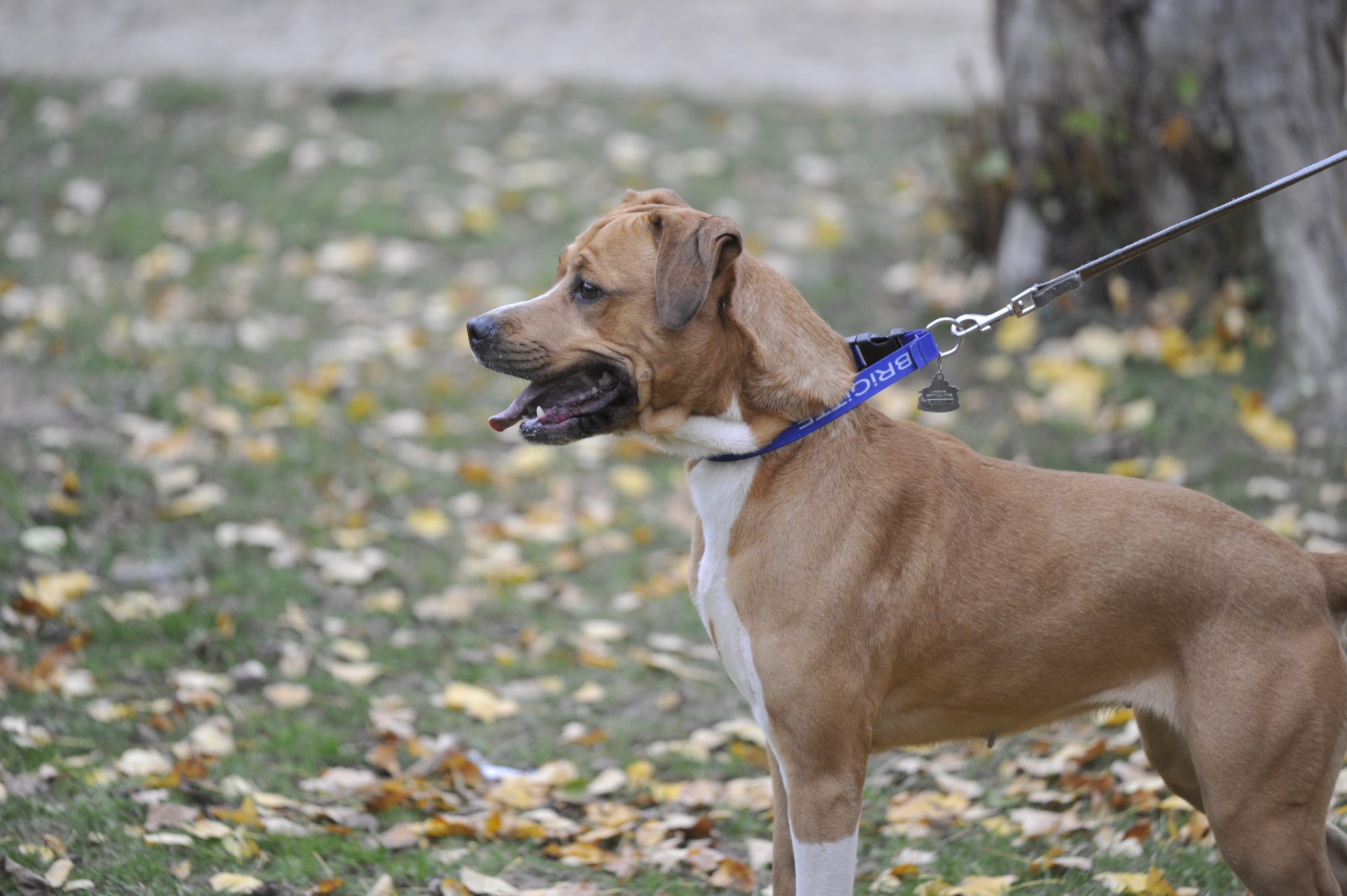 Kiara - Femelle Grand dogue croisé Beagle – Image 5