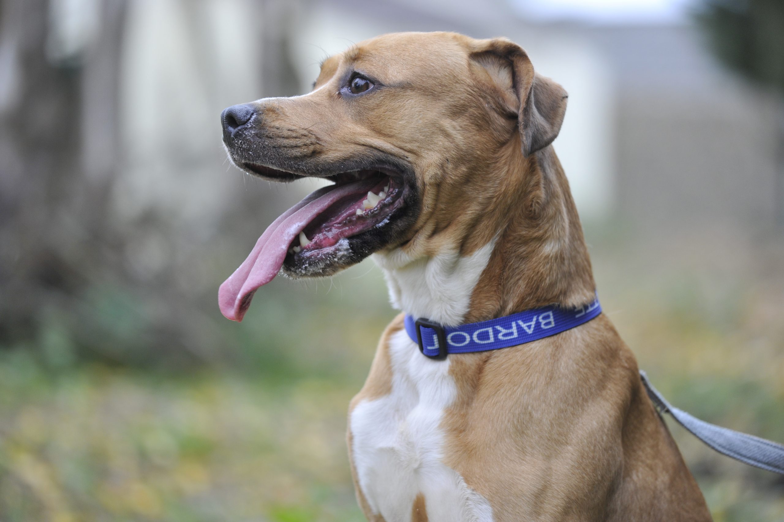 Kiara - Femelle Grand dogue croisé Beagle – Image 4