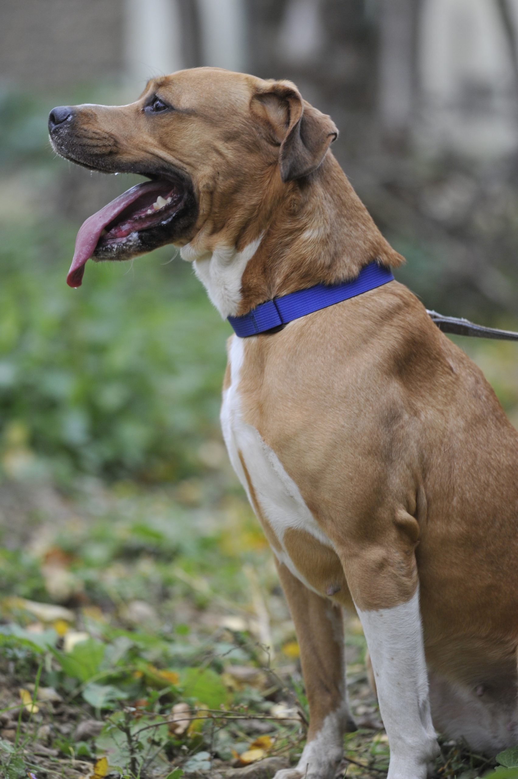 Kiara - Femelle Grand dogue croisé Beagle – Image 3