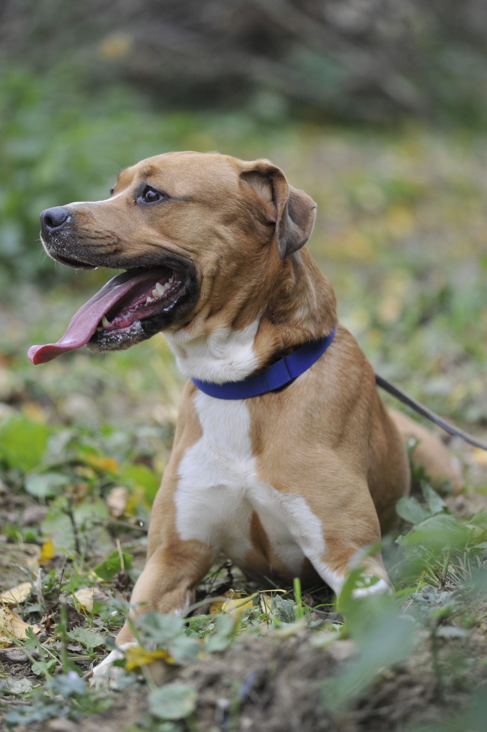 Kiara - Femelle Grand dogue croisé Beagle – Image 2