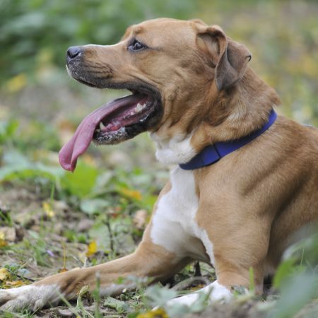 Kiara - Femelle Grand dogue croisé Beagle
