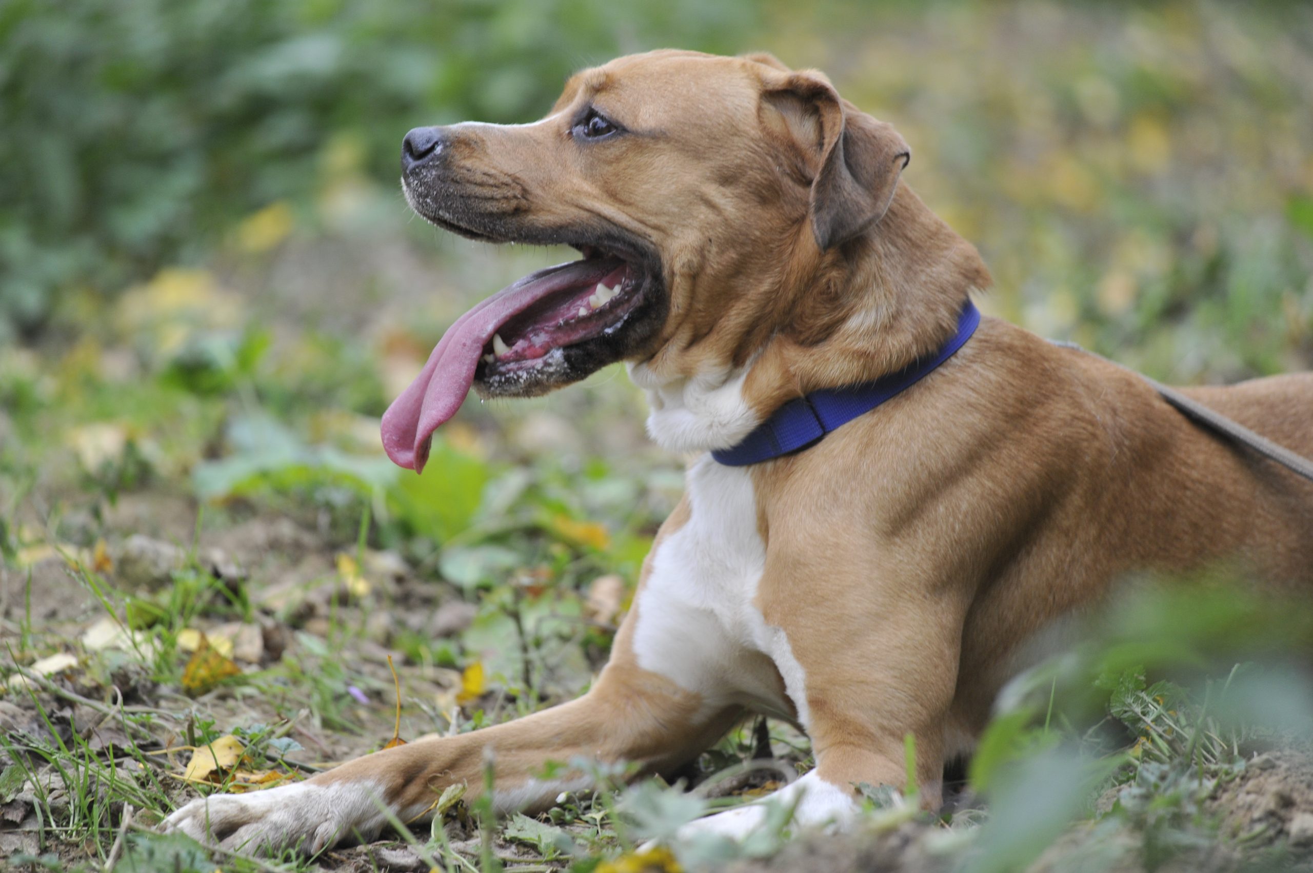 Kiara - Femelle Grand dogue croisé Beagle
