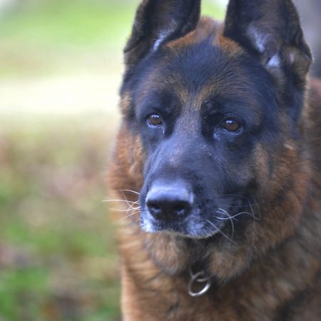 Taiko - Male Berger Allemand