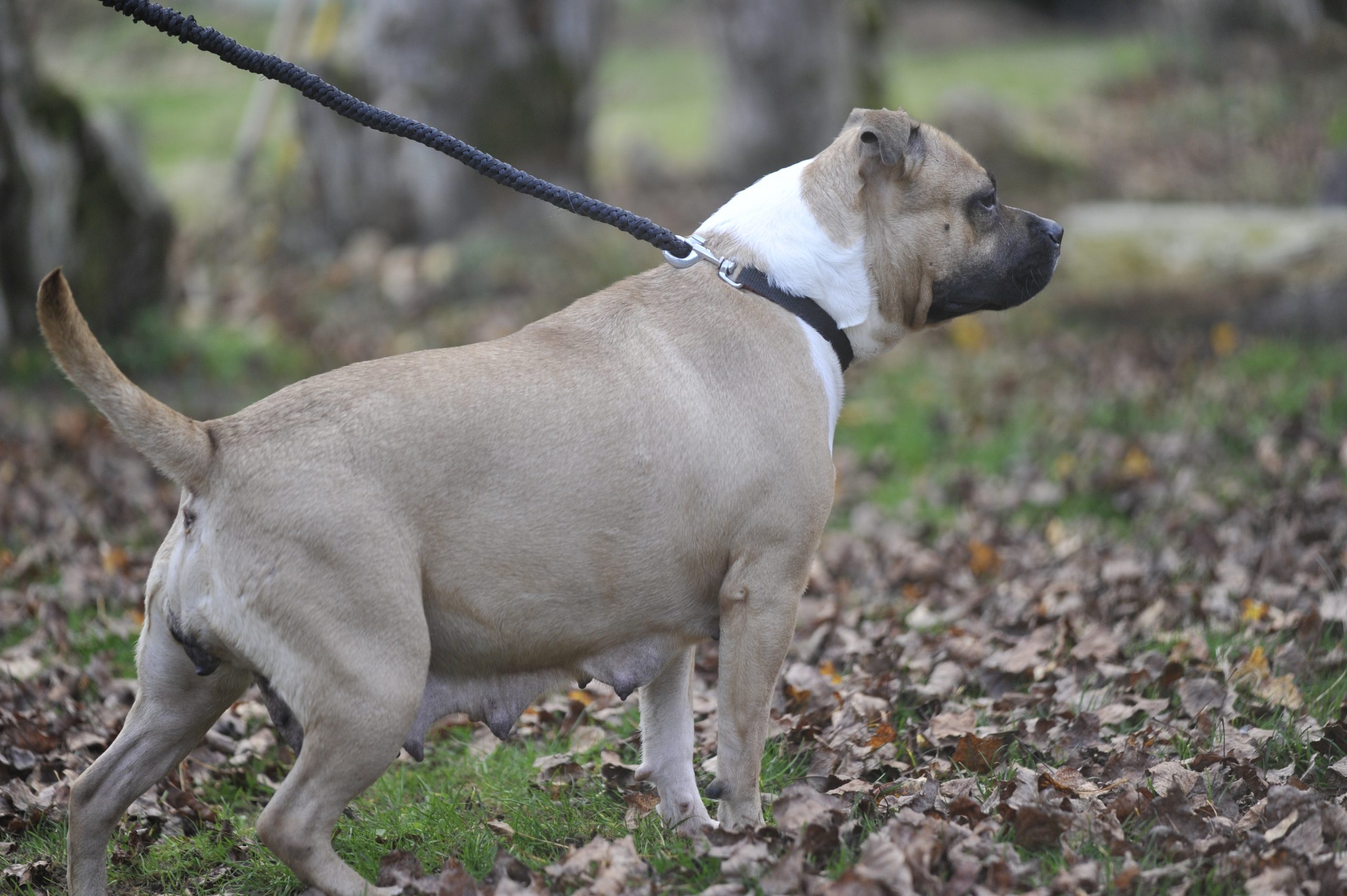 Tawa - Femelle American Staffordshire Terrier LOF (catégorie 2) – Image 4