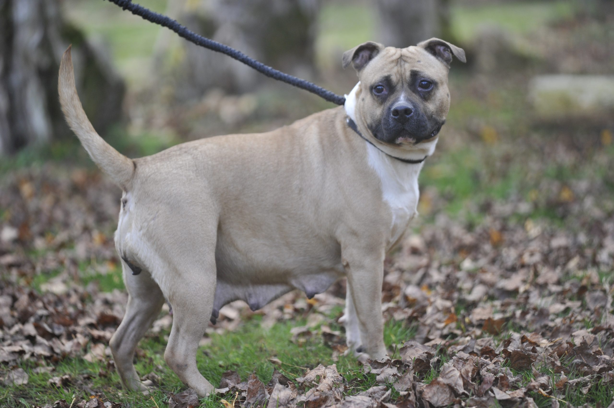 Tawa - Femelle American Staffordshire Terrier LOF (catégorie 2) – Image 3