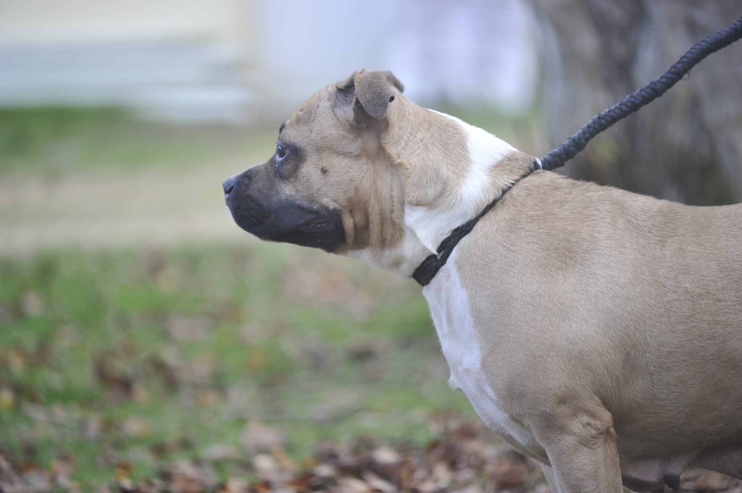 Tawa - Femelle American Staffordshire Terrier LOF (catégorie 2) – Image 2