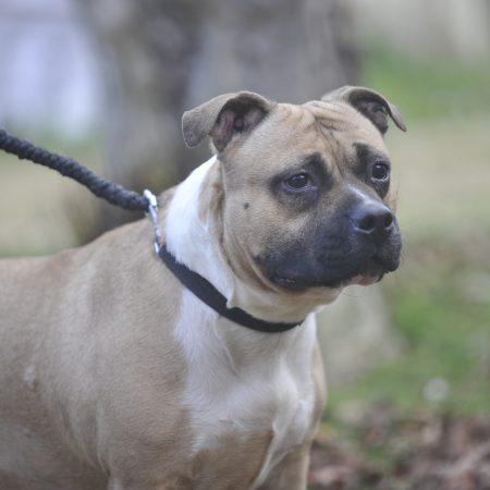 Tawa - Femelle American Staffordshire Terrier LOF (catégorie 2)