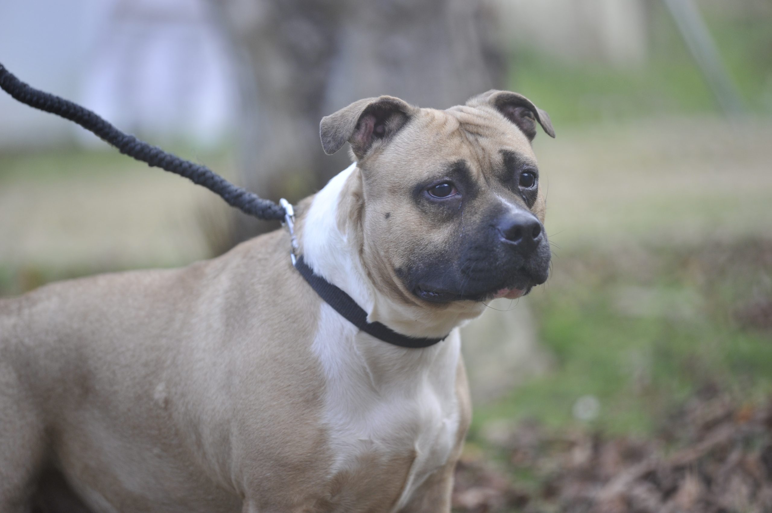 Tawa - Femelle American Staffordshire Terrier LOF (catégorie 2)