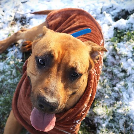 Scoobydoo - Male Dogue croisé Berger