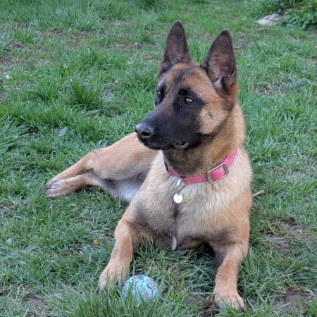 Vanille - Femelle Berger Malinois
