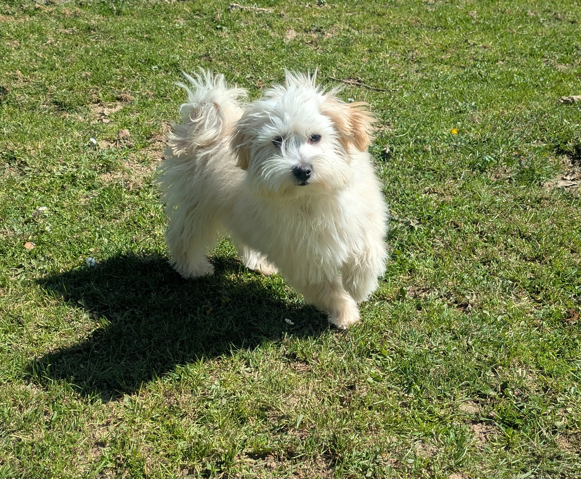 Appy - Bichon Havanais Mâle – Image 9