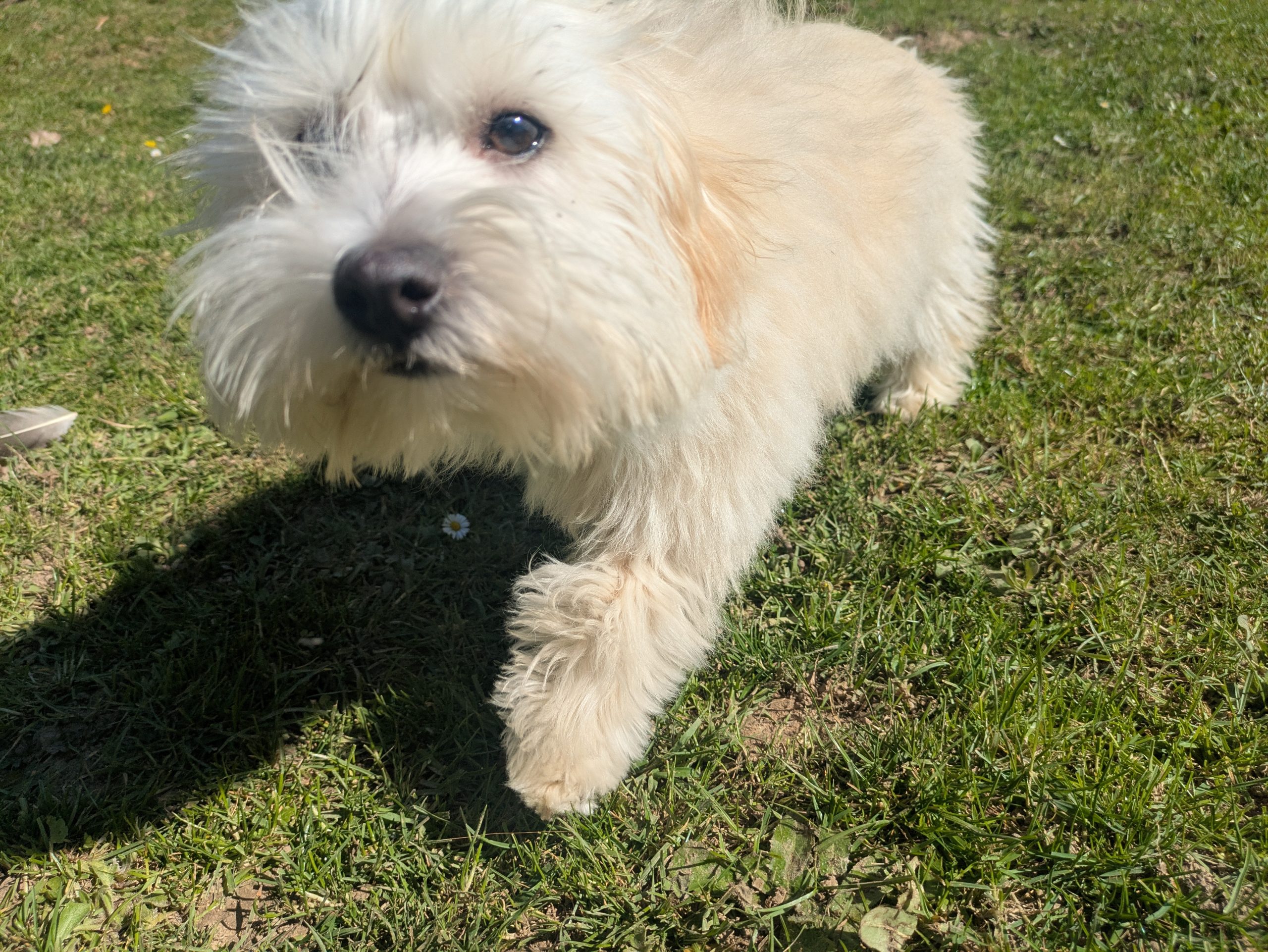 Appy - Bichon Havanais Mâle – Image 8