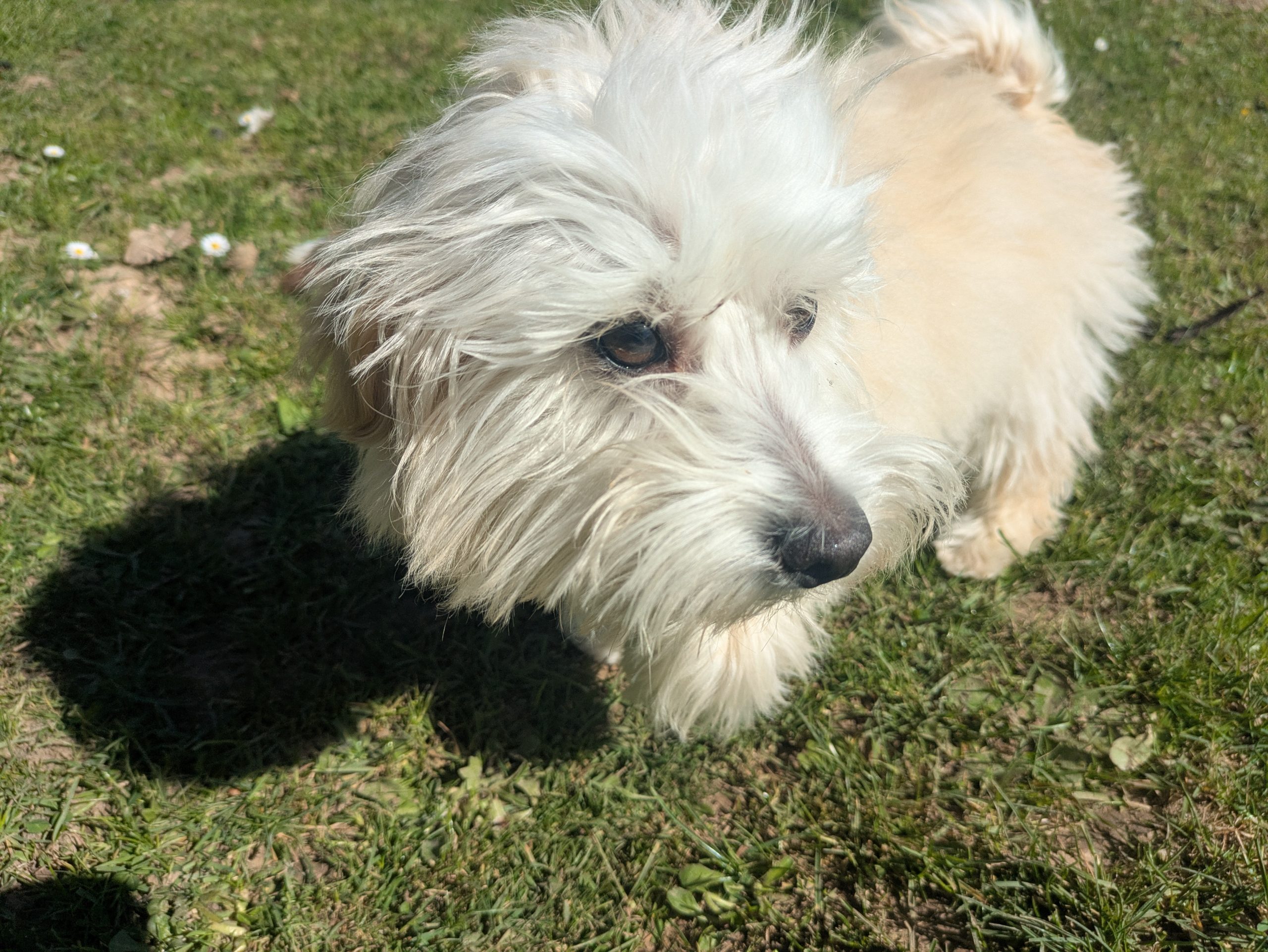 Appy - Bichon Havanais Mâle – Image 7